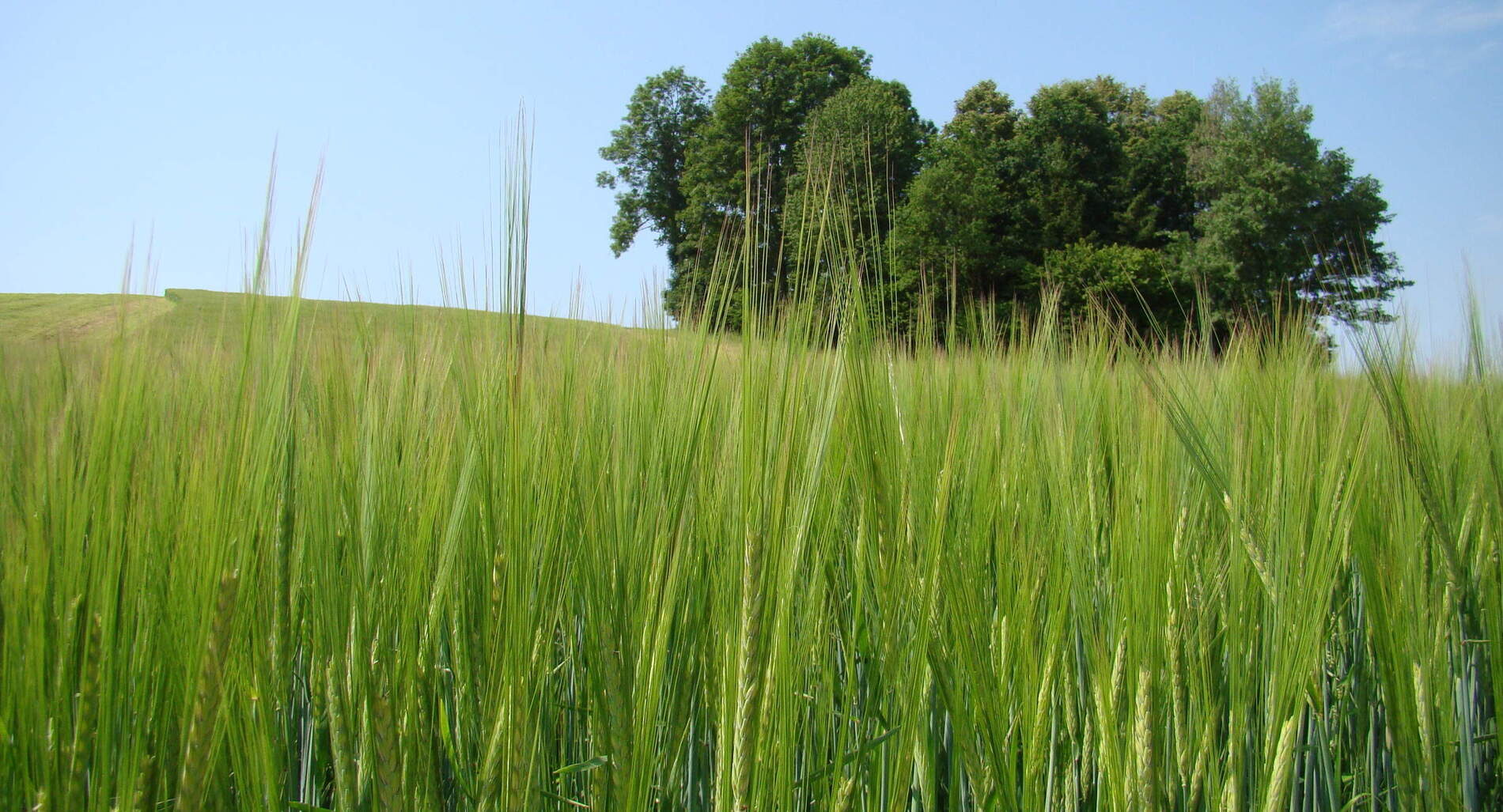 Ein gr&uuml;nes Gerstefeld hinter dem B&auml;ume stehen