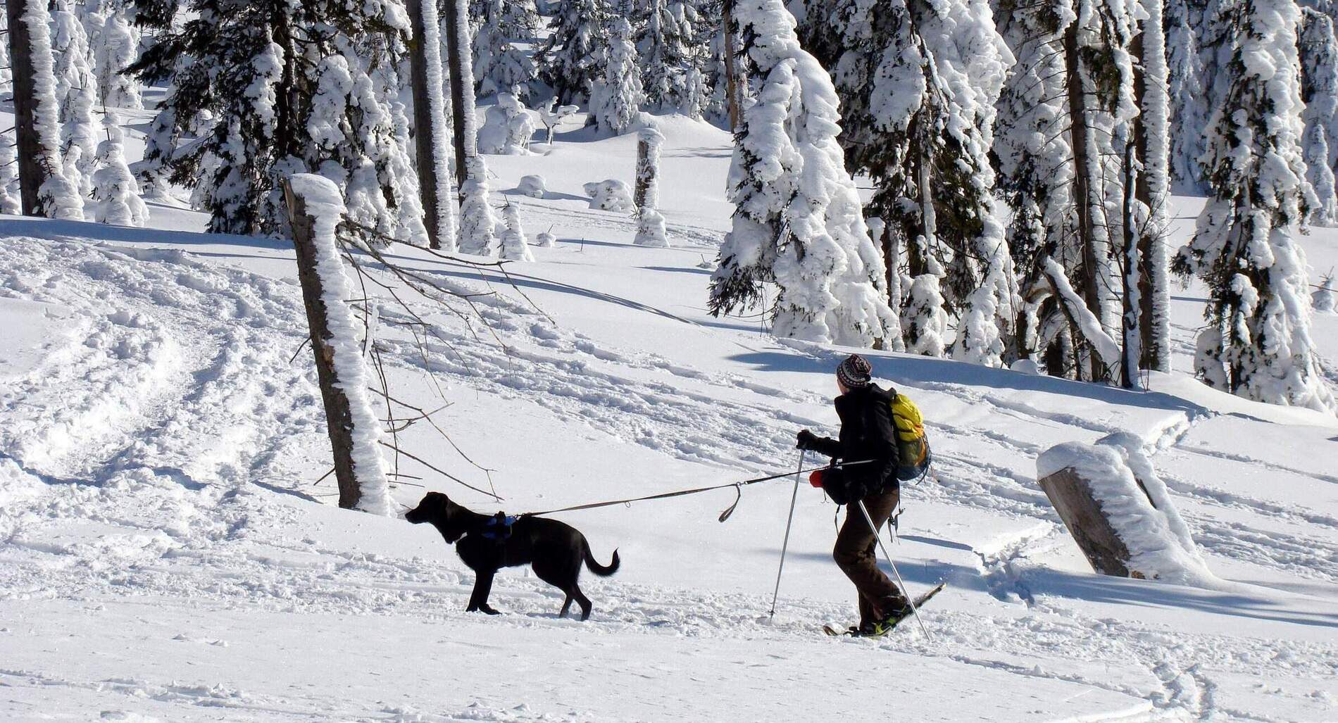 Ein Wanderer mit Hund bewegt sich durch eine tief verschneite Winterlandschaft im Bayerischen Wald.